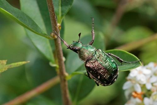 Gnorimus nobilis
